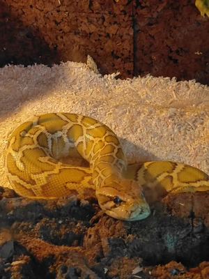 Tigerpiton  Männchen  Bild 2