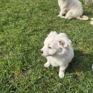 Havaneser welpe Bild 2