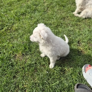 Havaneser welpe Bild 7