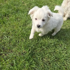 Havaneser welpe Bild 8