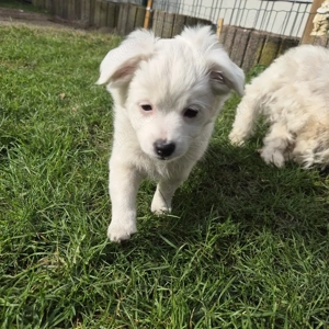 Havaneser welpe Bild 5