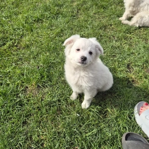 Havaneser welpe Bild 6