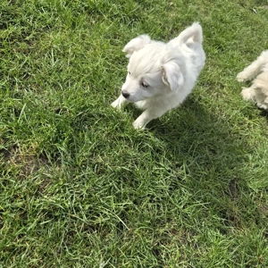 Havaneser welpe Bild 9