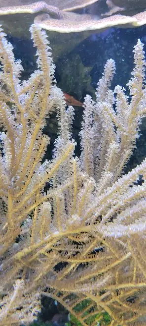 Hornkoralle Gorgonie (Weichkoralle)