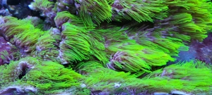 Briareum - Grüne Röhrenkoralle ("Affenhaar")