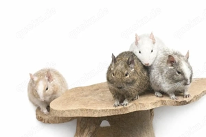 vier Degus