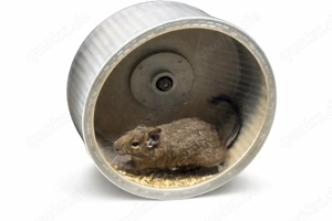 2 Handzahme Degus 