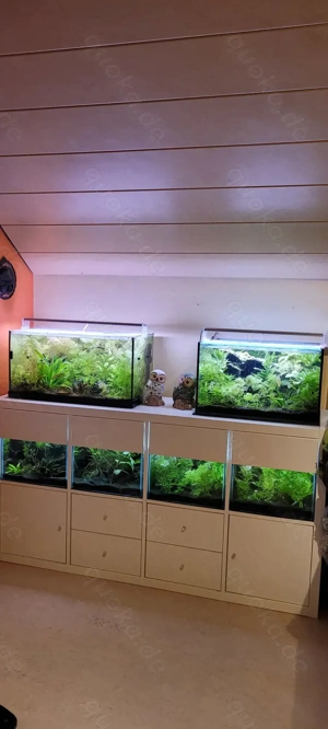 Kallax-Regal: Becken mit Filter, Heizer, Blende und Abdeckung