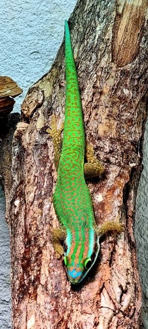 Phelsuma inexpectata 