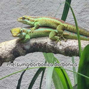 Phelauma borbonica borbonica 