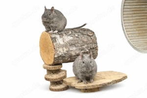 Zwei Degu Damen 