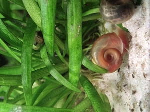 Rosa Posthornschnecke PHS