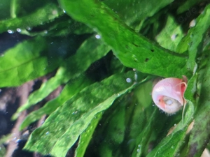 Rosa Posthornschnecke PHS Bild 3