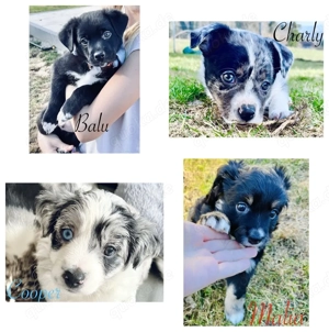 Therapiehundelinie Mini (Toy) Australian Shepherd Mix
