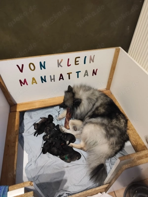 Wolfsspitzwelpen   aus VDH Zucht abzugeben