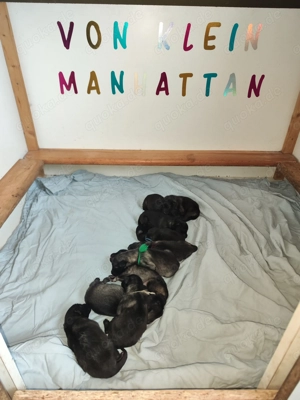 Wolfsspitzwelpen   aus VDH Zucht abzugeben