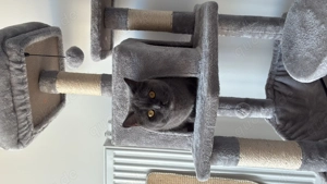 Britische Kurzhaarkatze