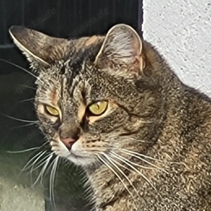 REDNECK sucht ein ruhiges Zuhause Bild 4