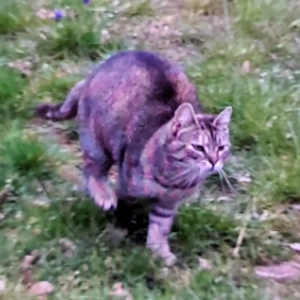 REDNECK sucht ein ruhiges Zuhause Bild 3