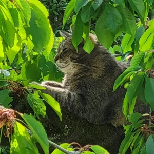 REDNECK sucht ein ruhiges Zuhause Bild 2