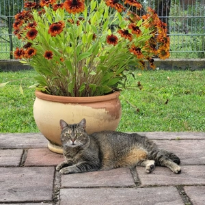 REDNECK sucht ein ruhiges Zuhause Bild 5