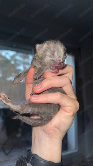 Main Coon Somali Kitten
