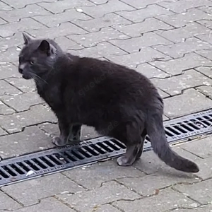 Der wunderschöne BLUE sucht ein ruhiges Zuhause Bild 4