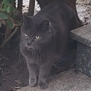 Der wunderschöne BLUE sucht ein ruhiges Zuhause Bild 3