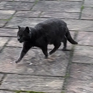 Der wunderschöne BLUE sucht ein ruhiges Zuhause Bild 5