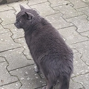 Der wunderschöne BLUE sucht ein ruhiges Zuhause Bild 2