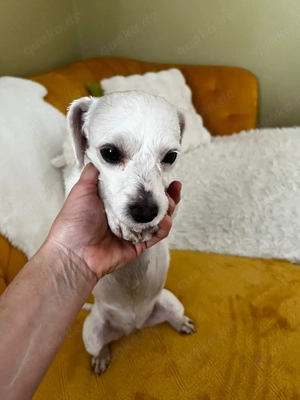 Kleine Hundedame sucht dich!