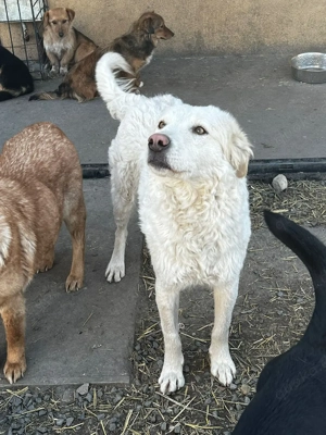 Hübsche Hündin sucht ein Zuhause oder eine Pflegestelle. Bild 3