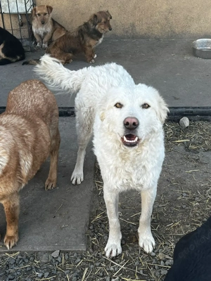 Hübsche Hündin sucht ein Zuhause oder eine Pflegestelle. Bild 2