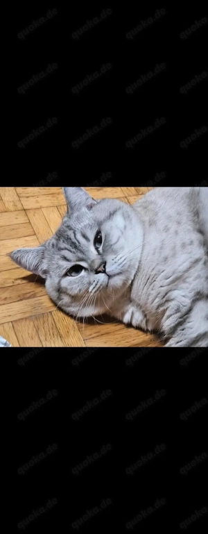 Britisch Kurzhaar Kater  Lolo  sucht ein liebevolles Zuhause   