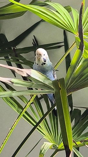Liebevolle Tierbetreuung für Vögel in Korb  Bild 3