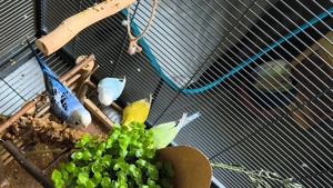 Liebevolle Tierbetreuung für Vögel in Korb  Bild 2
