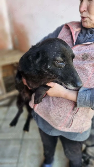 Nera wartet noch in der Tötung 