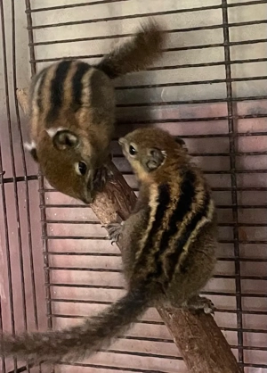 Baumstreifenhörnchenkinder abzugeben!