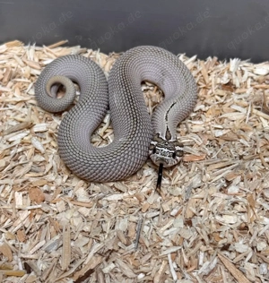 Heterodon Nasicus, Hakennasennatter Arctic