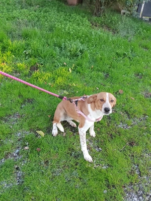 Xena - junge Hündin sucht ihr Vertrauen!