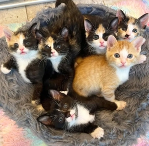 Mega süße Ekh Kätzchen 