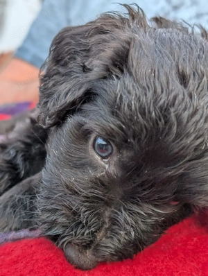 Portugiesischer Wasserhund Bergamasker Mix Welpen Bild 8