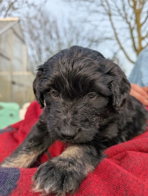 Portugiesischer Wasserhund Bergamasker Mix Welpen Bild 6