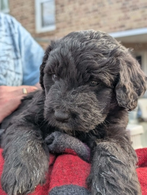 Portugiesischer Wasserhund Bergamasker Mix Welpen Bild 4