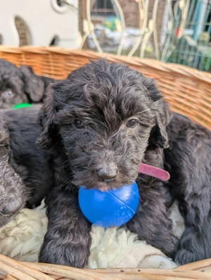 Portugiesischer Wasserhund Bergamasker Mix Welpen Bild 3