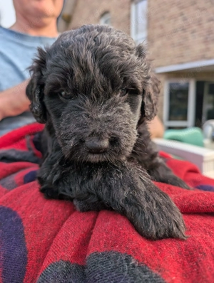 Portugiesischer Wasserhund Bergamasker Mix Welpen Bild 10