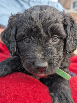 Portugiesischer Wasserhund Bergamasker Mix Welpen Bild 5