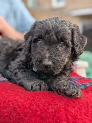Portugiesischer Wasserhund Bergamasker Mix Welpen Bild 9