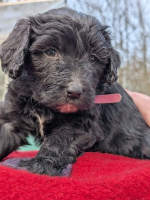 Portugiesischer Wasserhund Bergamasker Mix Welpen Bild 7