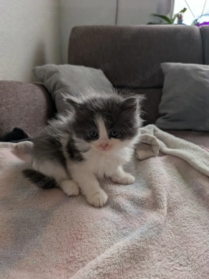 nur noch 1 kleiner  katerchen Süße Main Coon - Persa mix Kitten  Bild 4